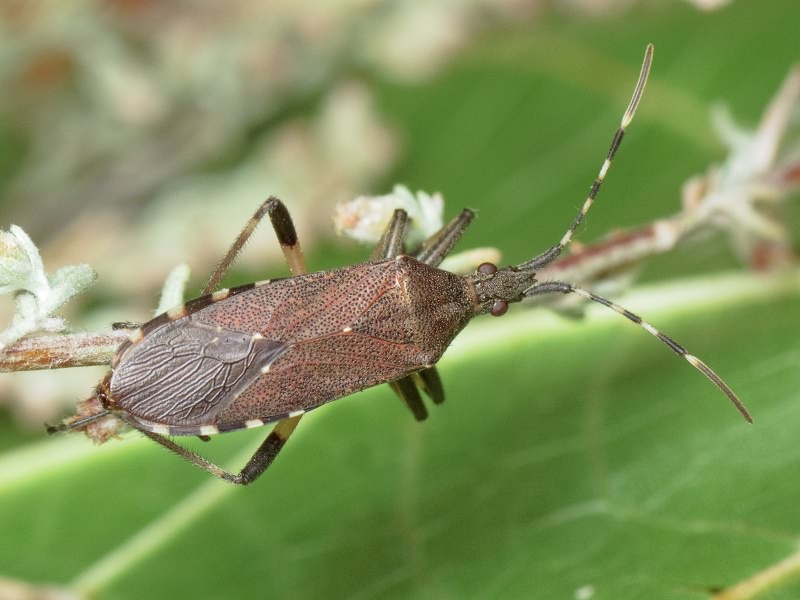 Dicranocephalus agilis (Scopoli, 1763)